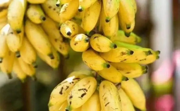 谁说浏览器不能既高效又讨喜？试试香蕉浏览器官方正版！