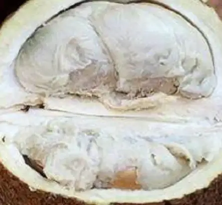 椰子美食🍈开启技巧｜椰子怎么轻松打开？掌握新方法快速享用鲜美果肉