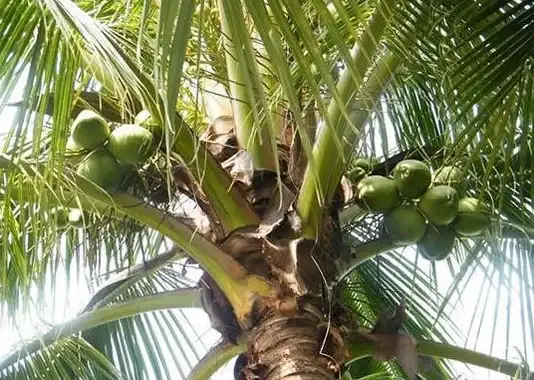 椰子美食🍈开启技巧｜椰子怎么轻松打开？掌握新方法快速享用鲜美果肉