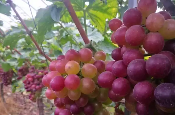 果园探秘🍎果香之旅｜走进果园乐园，体验满满果香与甜蜜滋味